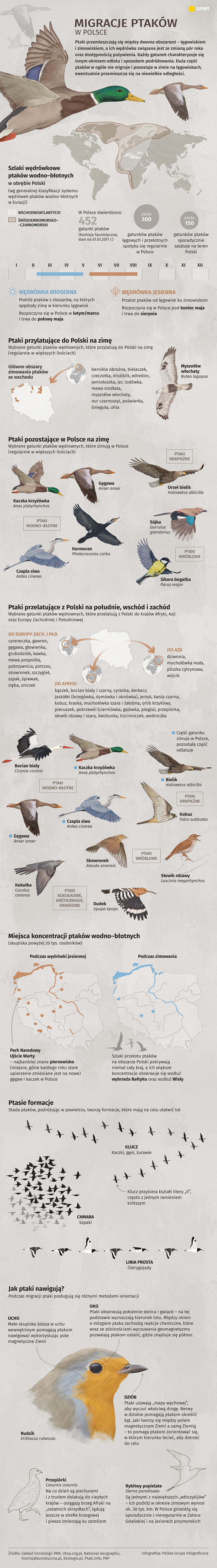 Jesienne migracje ptaków