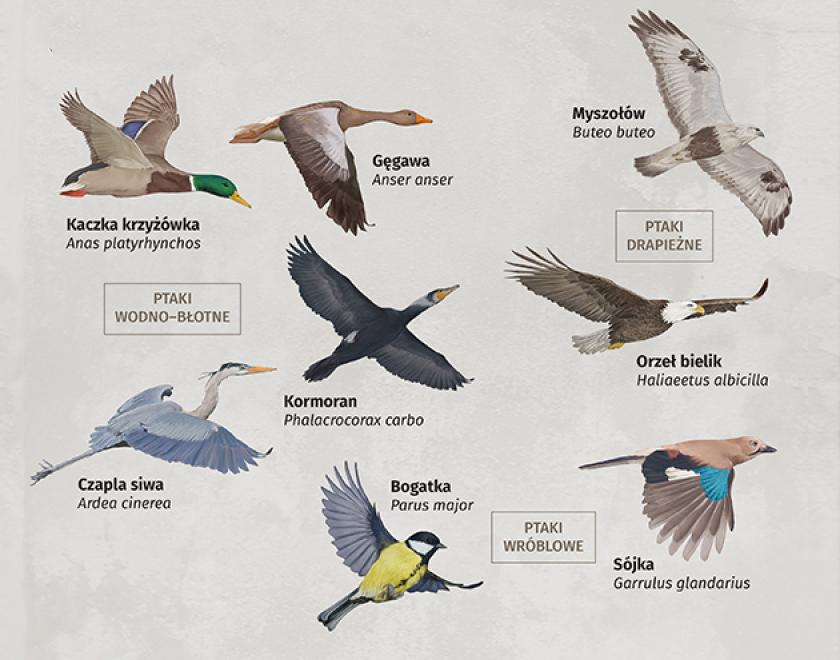 Migracje ptaków w Polsce