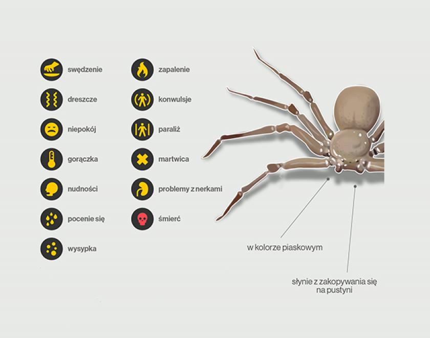 Najniebezpieczniejsze pająki na świecie