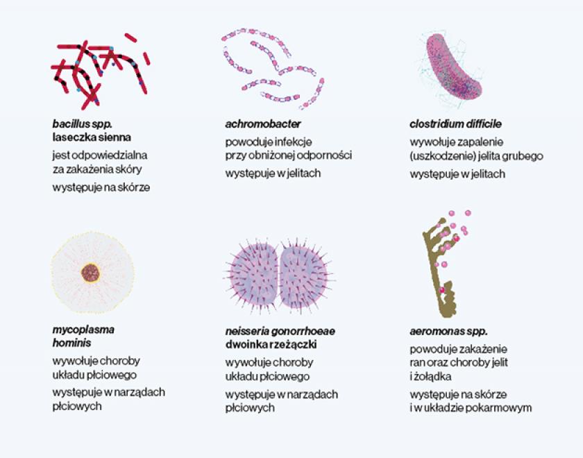 Bakterie w ludzkim ciele